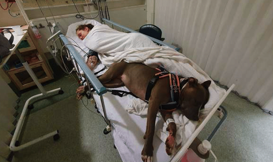 Service Dog Refuses To Leave Mom’s Side After Saving Her Life