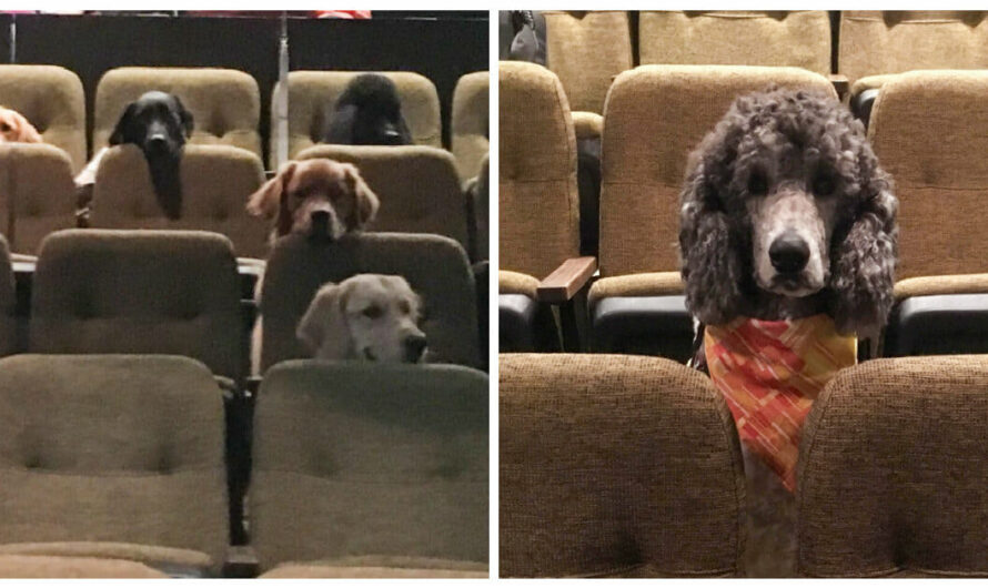 Adorable Photos of Service Dogs Attentively Watching a Stage Performance Goes Viral