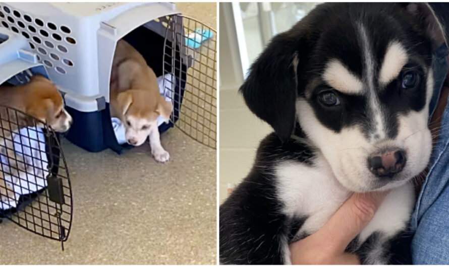 7 Husky Puppies Abandoned In Box On Side Of Freeway Need New Homes