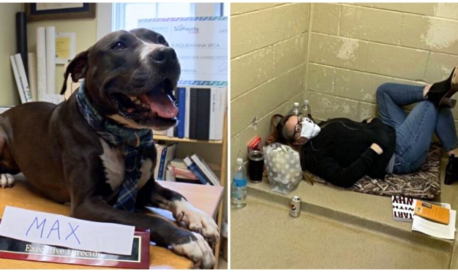 Shelter Dog Swaps Places With Executive Director For A Day & Finds Perfect Home