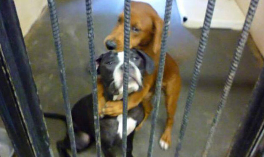 Shelter Dog Hugs Her Best Friend Hours Before Euthanasia And Saves Their Lives