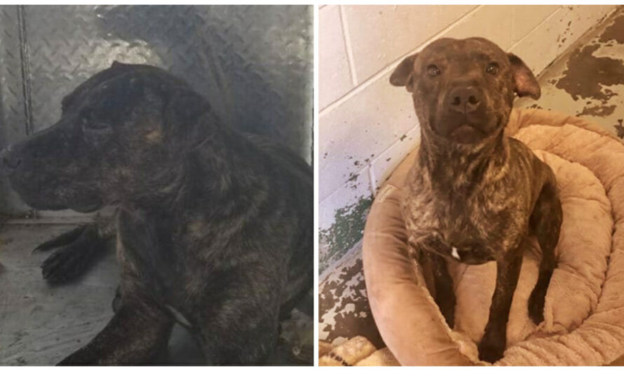 Scared & Shut Down Shelter Dog Bursts With Joy After Getting His Own Bed