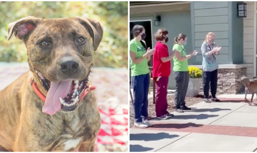 Shelter Workers Give Their Longest-Residing Dog a Standing Ovation After He Finally Finds a Forever Home