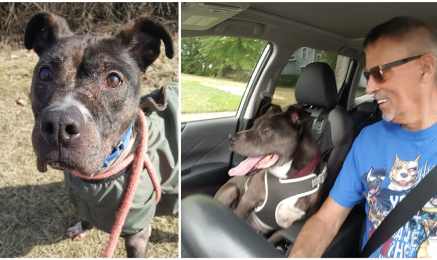 Shelter Volunteer Fulfills 5-Year Mission to Help His Favorite Dog Find a Forever Home