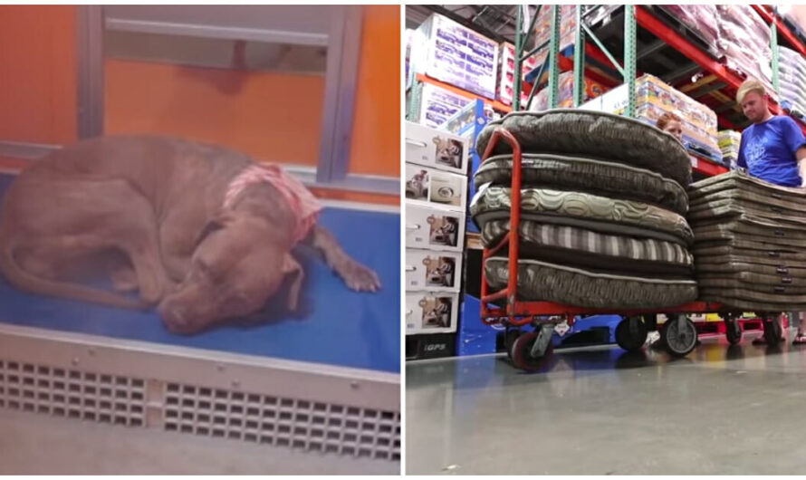 Shelter Volunteer Sees Sad-Looking Dogs Sleeping On Concrete Floor — Returns With Dozens Of Dog Beds