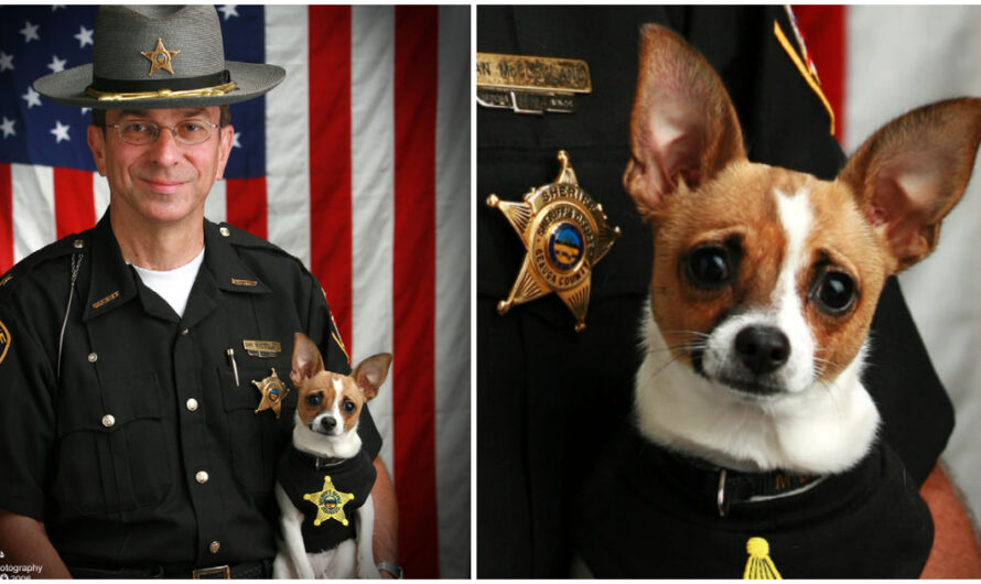 Retired Sheriff Passes Away, Then His Longtime K9 Partner Dies Just Hours Later