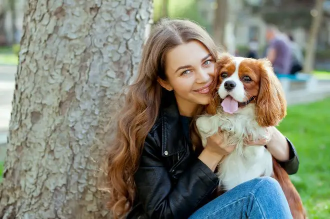 Cavalier King Charles Spaniel