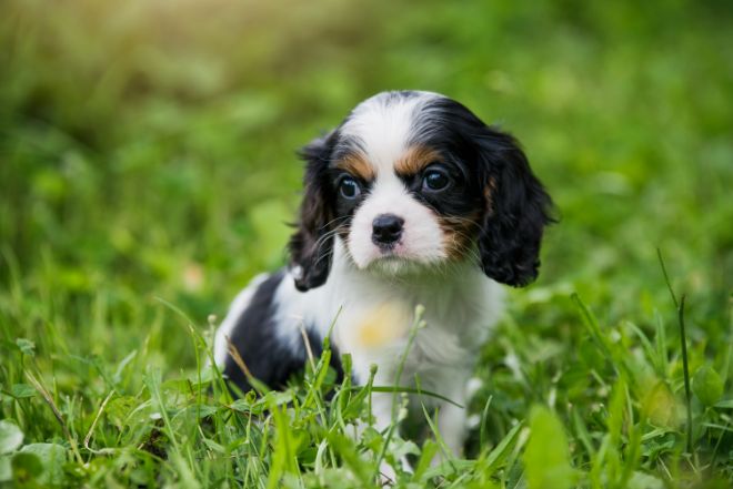 Cavalier King Charles Spaniel