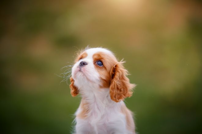 Cavalier King Charles Spaniel