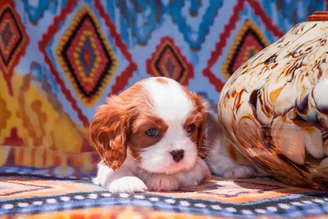 Cavalier King Charles Spaniel