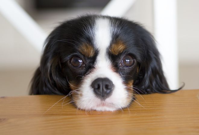 Cavalier King Charles Spaniel