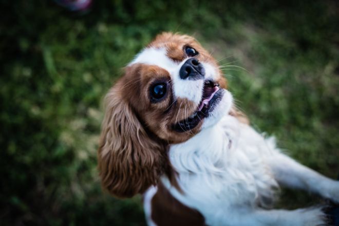 Cavalier King Charles Spaniel