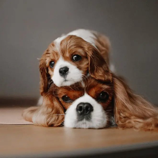 Cavalier King Charles Spaniel