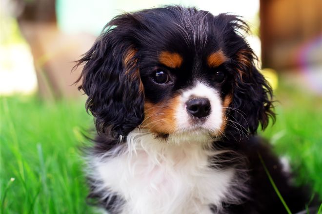 Cavalier King Charles Spaniel