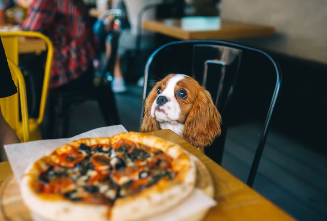 Cavalier King Charles Spaniel