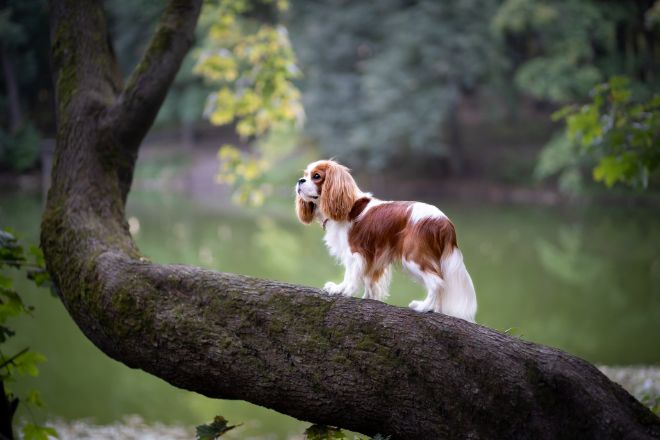 Cavalier King Charles Spaniel