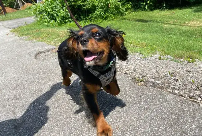 Cavalier King Charles Spaniel