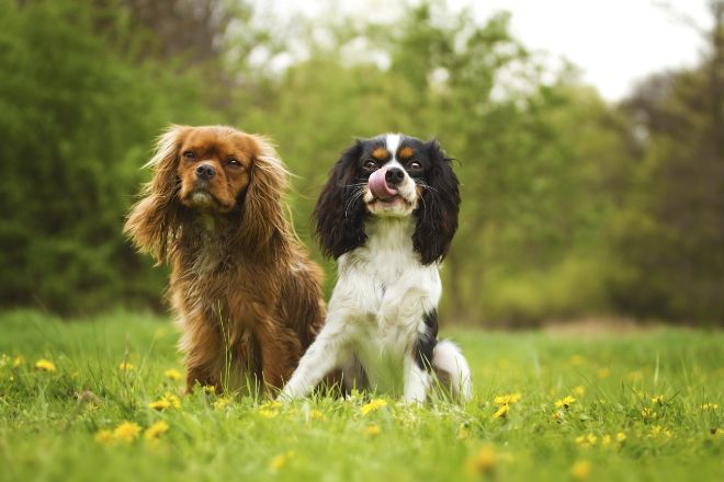 Cavalier King Charles Spaniel