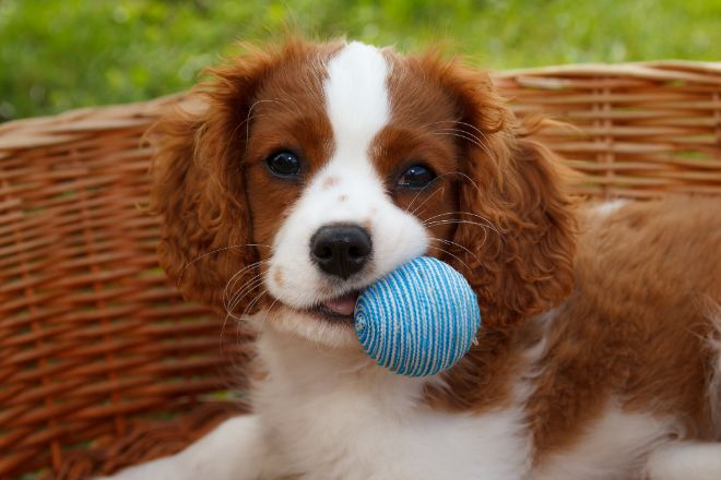 Cavalier King Charles Spaniel