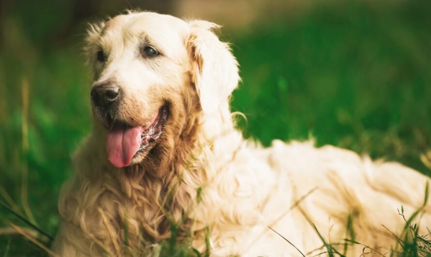 13-year-old golden retriever returns home after surviving 65 days in Alaskan wilderness