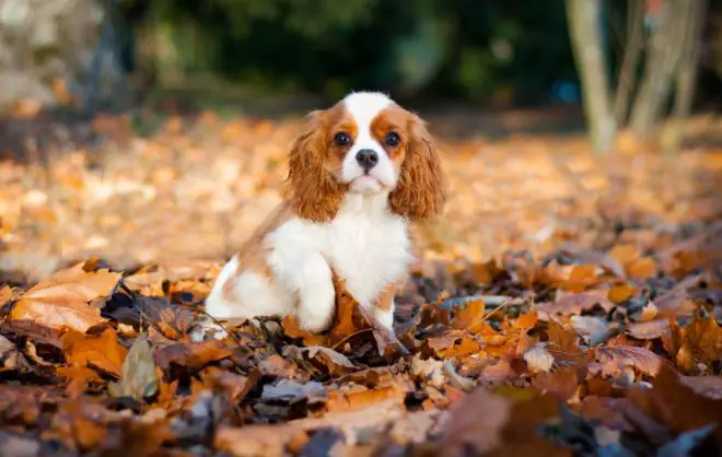 Cavalier King Charles Spaniel