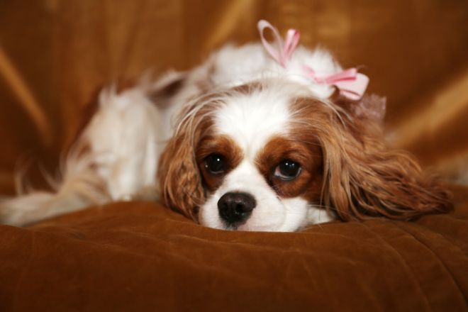 Cavalier King Charles Spaniel