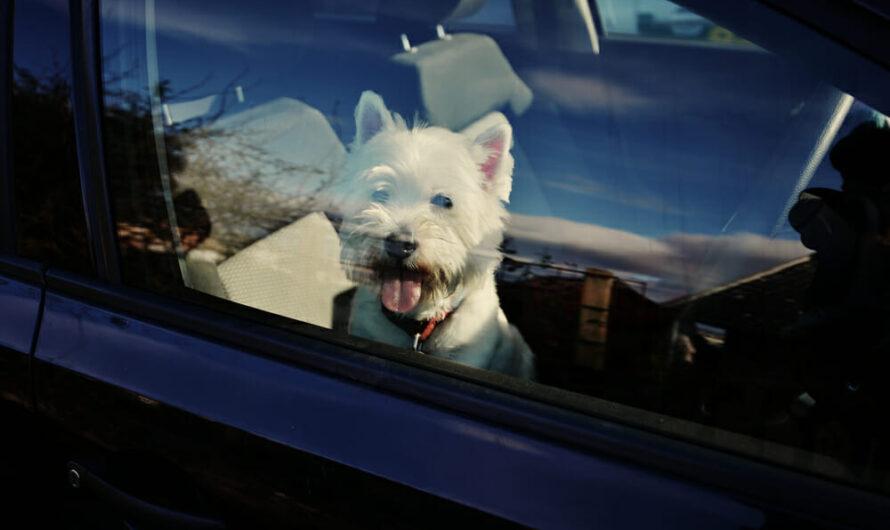 Two dogs die in hot car while owner attends dog training lecture