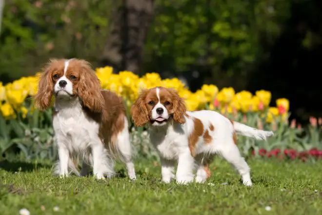 Cavalier King Charles Spaniel