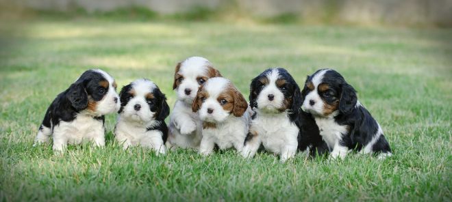 Cavalier King Charles Spaniel