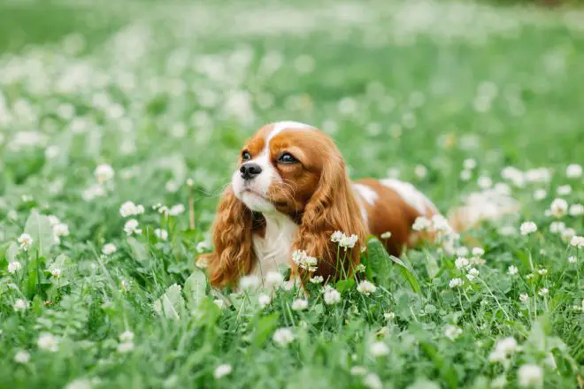 Cavalier King Charles Spaniel