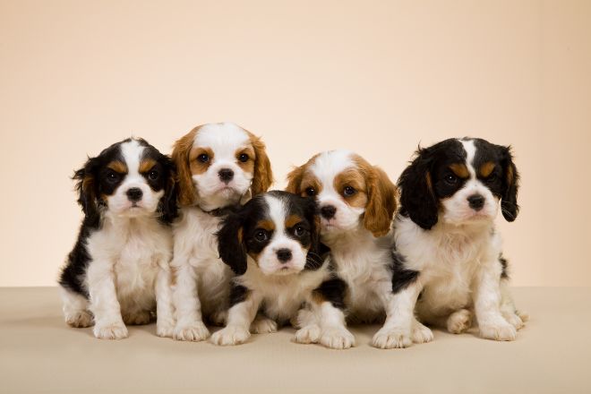 Cavalier King Charles Spaniel