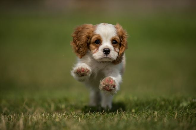 Cavalier King Charles Spaniel