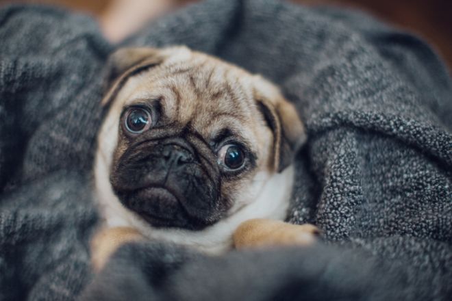 Pug