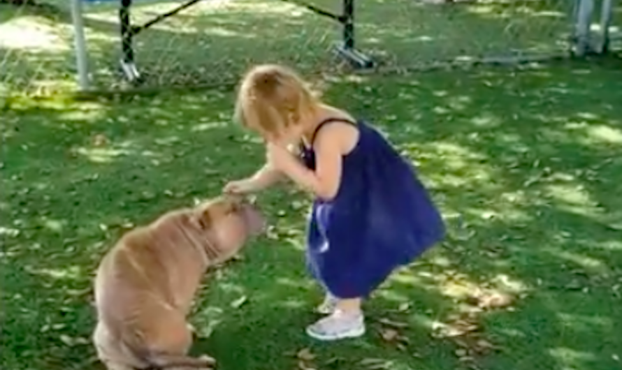 Sick Shelter Pit Bull Captures 2-Year-Old Girl’s Heart