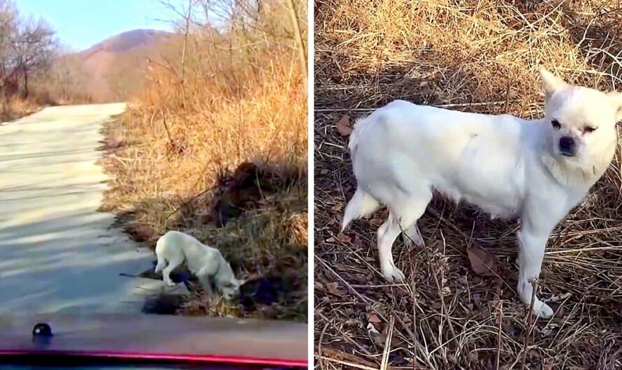 Mama Dog Hesitates At First, Then Leads Rescuers To Where She Had Given Birth