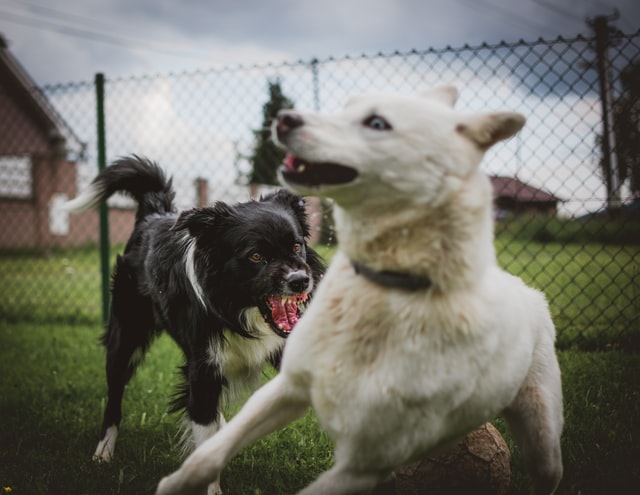 signs your dog is unhappy aggressive