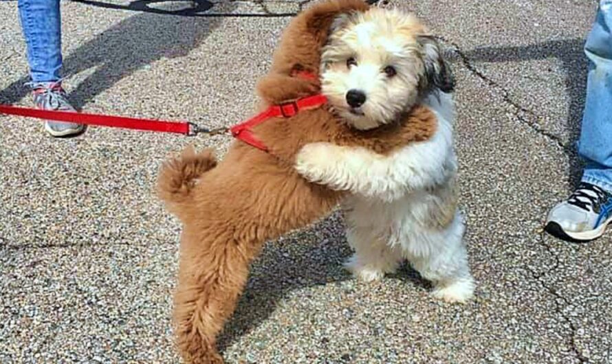 Puppy Best Friends Greet One Another With A Hug Every Time They See Each Other