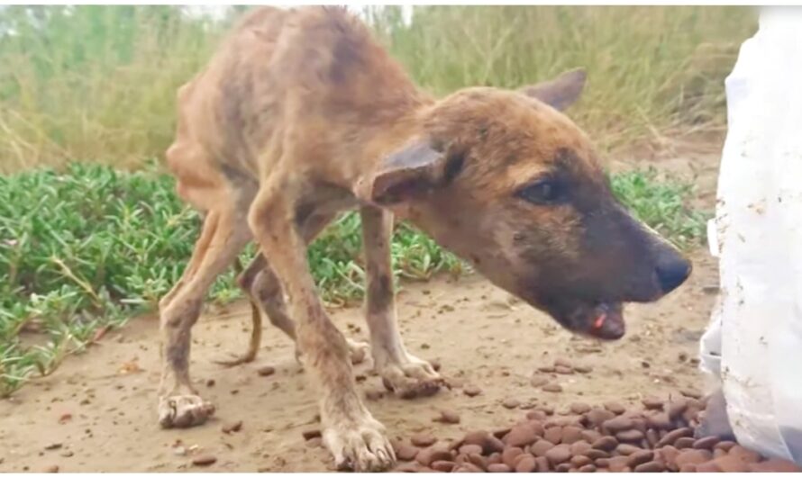 “Skin & Bones” Puppy Devours Food While Chattering & Waggling His Tiny Tail