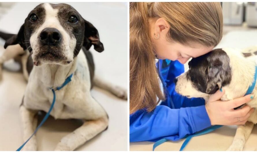 Abandoned, Shot, & Hit By A Car, Dog Musters Strength To Smile At Passerby