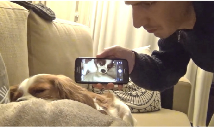 Comedian’s Hilarious Trick Stops His Dog From Snoring Instantly