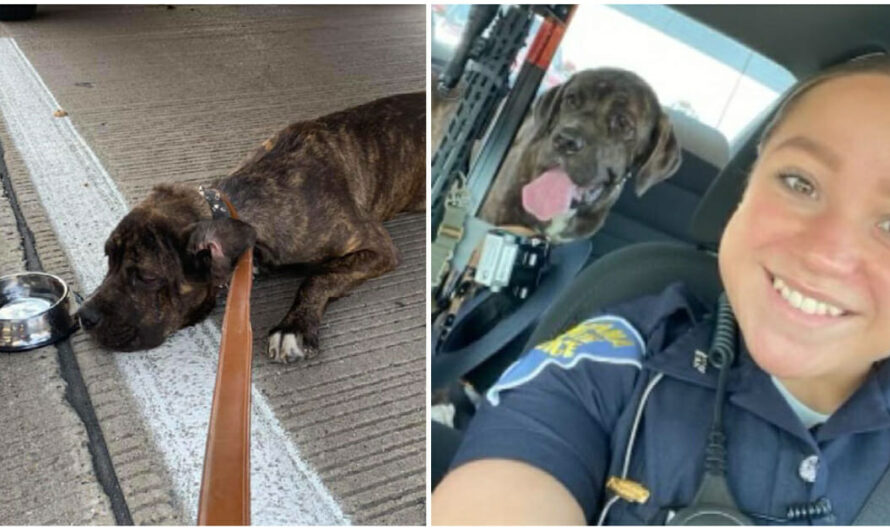 State Trooper and Bystanders Rescue Scared, Neglected Puppy Abandoned on Interstate