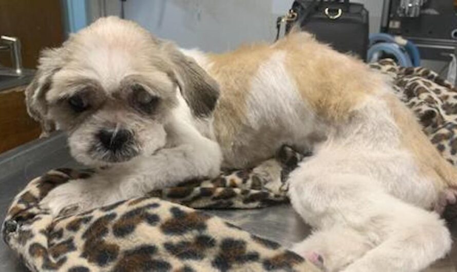 After 5 Years, The Owners And A Stolen Shih Tzu Were Reunited In New Jersey