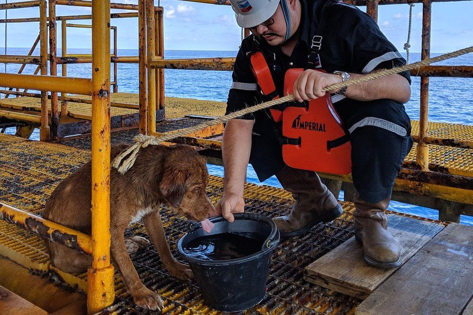 stranded dog found by oil rig workers in thailand