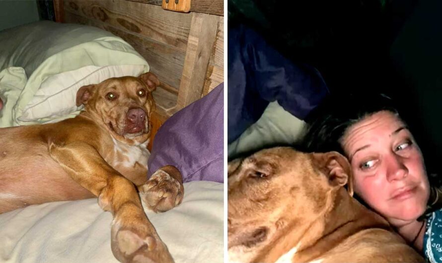 Woman wakes up to 90-pound dog snuggling with her in bed, only it’s not her pup