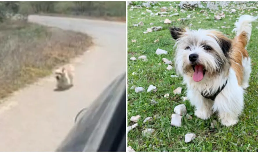 Stray dog chases down car of vacationing couple — who stop to give her a new home