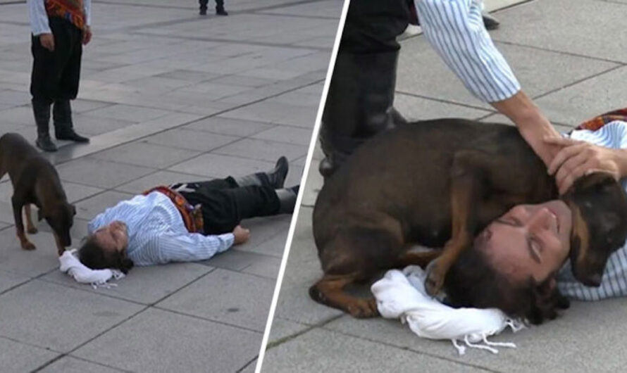 Stray Dog Interrupts Performance To Help Actor Who’s Pretending To Be Injured