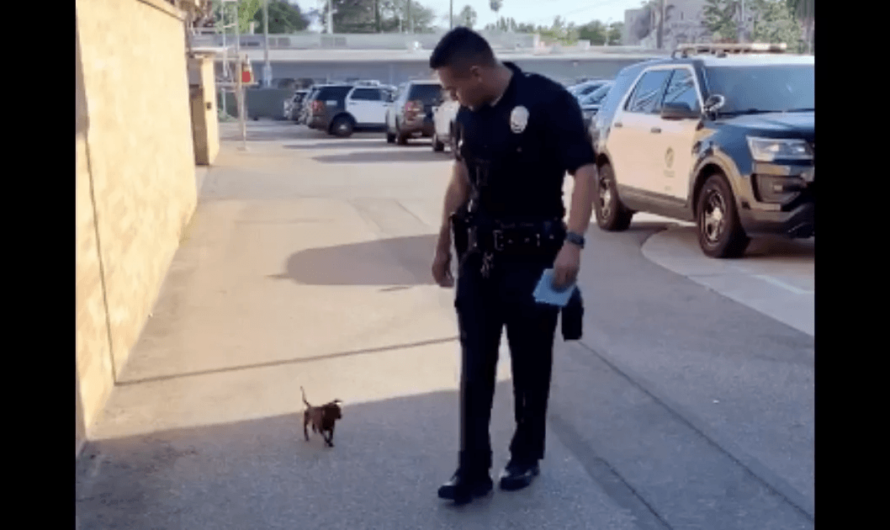 Stray Dog Loses His Cool When He Spots Officer. Chases Cop Down Street