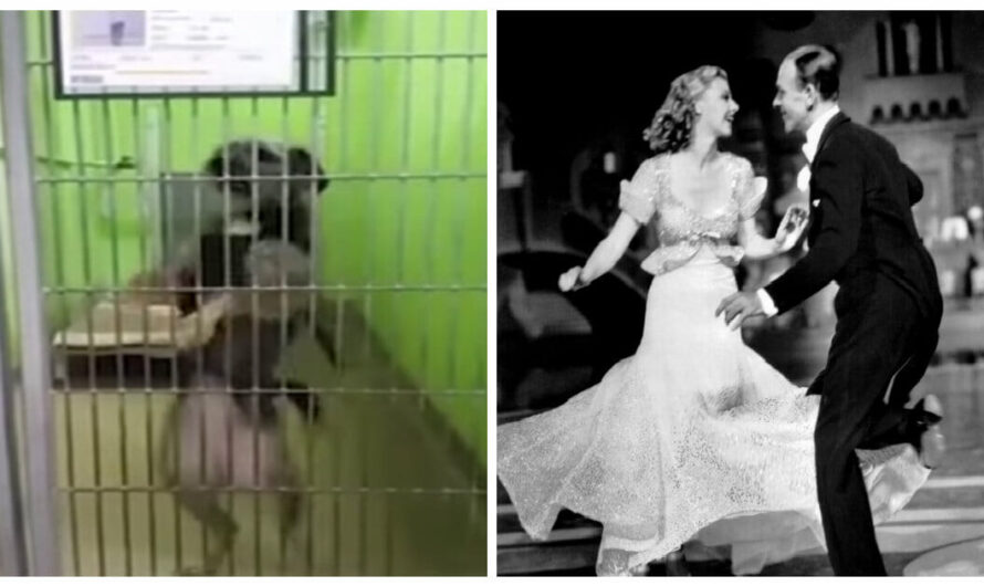 Stray Dog Named Ginger Rogers Gets Adopted After Showing Off Her Dance Moves