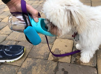 a reviewer photo of someone using the bowl bottle to give water to a dog out on a walk 