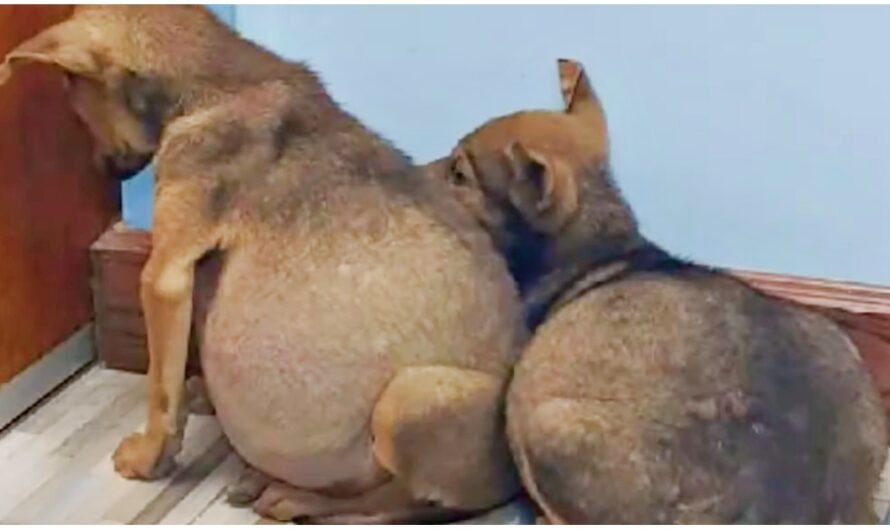 Swollen Bellied Pups Clung To One Another & Fearfully Stared At A Wall